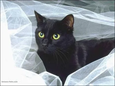 Ce chat est magnifique, quelle est sa race ?