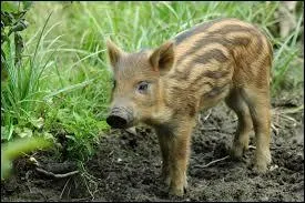 De quel animal le marcassin est-il le petit ?