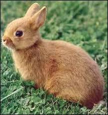 Le petit du lapin est le :