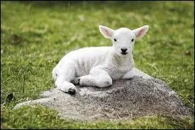 Lequel de ces noms ne désigne pas le petit mis au monde par la brebis ?