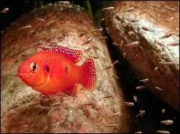 Le petit du poisson est appelé :