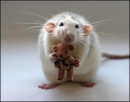 De quel animal le raton est-il le petit ?