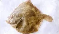 Le petit du turbot, c'est le :