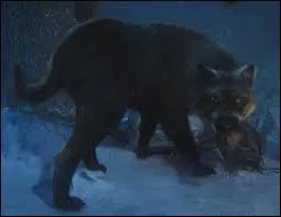 Qui est le loup-garou ?