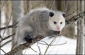 Que fait l'opossum de Virginie quand il se sent en danger ?