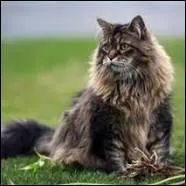 Quelle est cette race de chat ?