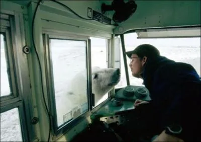 Trouvez le nom d'un célèbre personnage de l'histoire, grâce à un rassemblement annuel d'ours polaires !