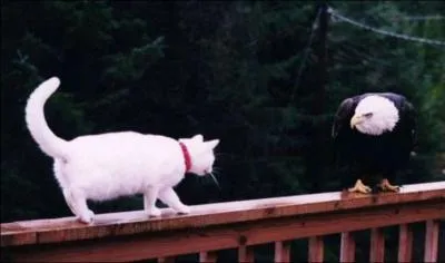 Dans lequel de ces trois pays, une région porte-t-elle un chat sur son blason ?