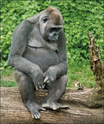 Dans cette fable de La Fontaine, on peut lire : On a souvent besoin d'un plus petit que soi, trouvez-la, mais attention au piège !