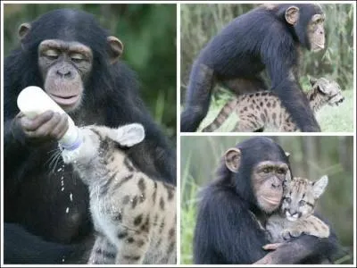 De ces trois films, dans lequel peut-on voir un tigre dans les toilettes ?