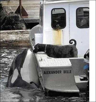 Dans lequel de ces trois films peut-on voir, pour la première fois à l'écran, Claude Jade ?