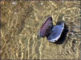 Il existe des perles d'eau douce comme des perles d'eau de mer, lesquelles sont considérées comme les plus précieuses. De quelle forme sont les perles d'eau douce ?