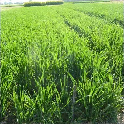 On parle de montaison dans le cycle du blé lorsque 