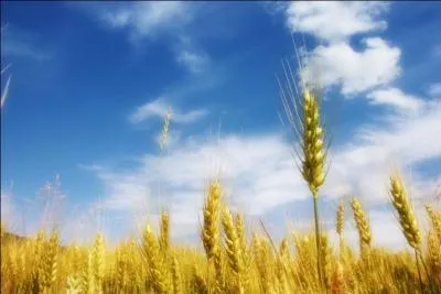 En quelle saison se déroule la moisson ?