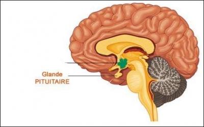 La glande pituitaire est une petite glande endocrine (sécrétant des hormones) reliée à la partie antérieure du cerveau. Mais sous quel autre nom est-elle plus connue ?