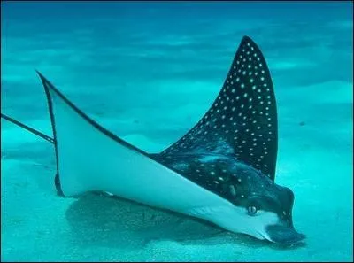 De quoi le corps d'une raie est-il composé ?