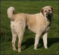 Quelle est cette race de chien ?
