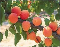 Comment s'appelle cet arbre ?