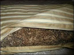 Où pourrait-il bien dormir ? Sur une ------.