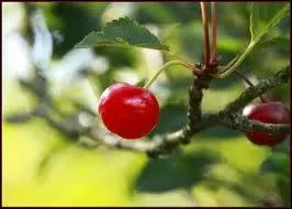 Est-ce que le fruit présenté par l'illustration correspond à une expression synonyme de s'en moquer ?