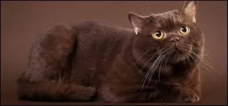 Quelle est la couleur de ce chat ?