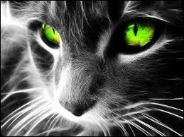 Qu'est-ce qu'un chat "solide" ?