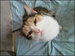 Pourquoi les chats mâles ne peuvent-ils pas être colico, torbie ou écaille de tortue ?