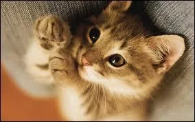 Que se passe-t-il si un mâle naît avec une de ces trois couleurs ?