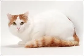 Quelle est la race de ce chat ?