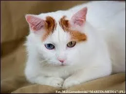 Quelle est sa particularité ?