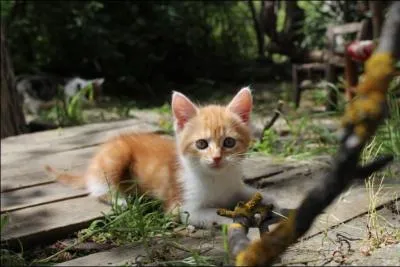Nuage d'Ajonc, un apprenti du Clan du Vent, est mort dans une bataille. Mais qui était sa mère ?