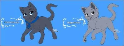 Comment est morte la sur de Petit de Silex (Pelage de Silex) et Petite de Brume (Étoile de Brume), fille d'Étoile Bleue, et comment s'appelait-elle ?