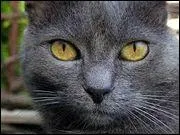 Nuage de Fumée est mort en tombant d'une falaise dans Aurore. Mais de quel clan était-il ?