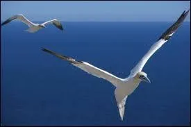 Et comment les aimons-nous dans l'air léger, celui de la liberté ?