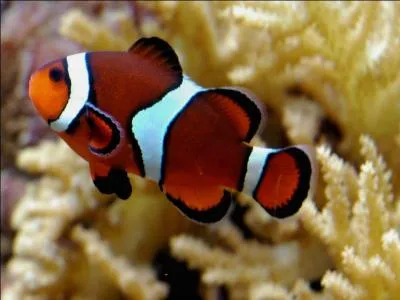 Trouvez son nom, et n'en faites pas tout un monde, c'est facile !