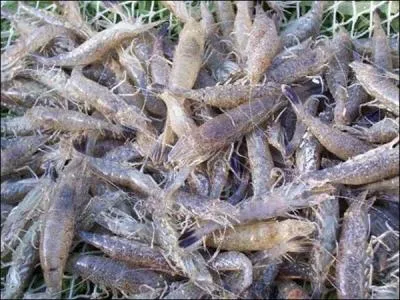 Crevette de La Réunion.