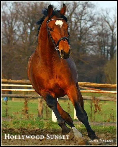 Ce cheval a une robe :