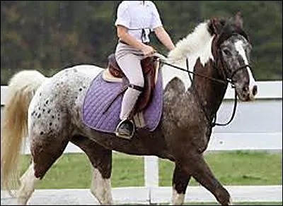 De quelle couleur sont les taches de ce cheval pie ?