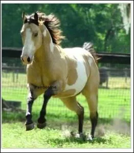 De quelle robe pie s'agit-il ?