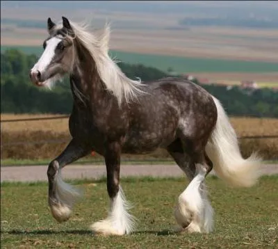 De quelle robe s'agit-il ?