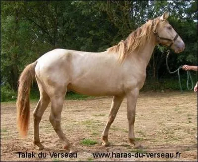 De quelle couleur est ce cheval ?