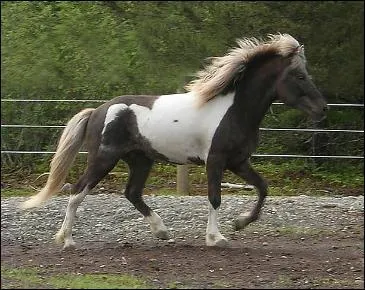 De quelle robe rare s'agit-il ?