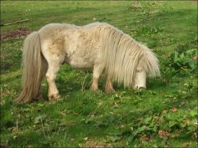 De quelle robe est ce petit poney Shetland ?