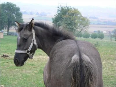 Quelle est cette robe ?