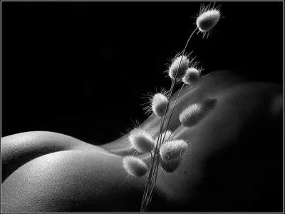 Qui chantait "Quand l'ombre et la lumière dessinent sur ton corps des montagnes, des forêts, et des îles aux trésors" ?