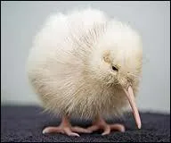 Comment s'appelle cet animal ?