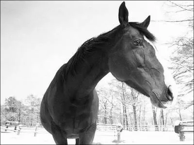 Quelle est la brosse qui enlève beaucoup de saletés sur le cheval ?