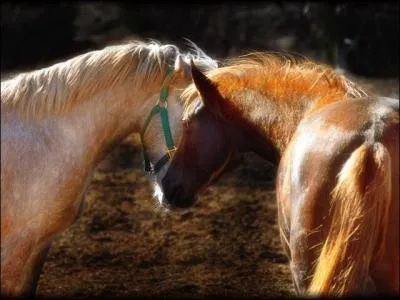 De quel côté faut-il monter sur le cheval ?