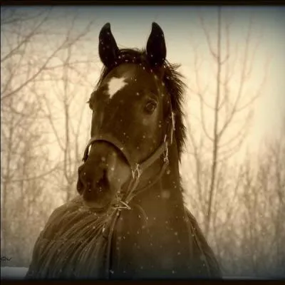 Quel galop faut-il avoir décroché pour pouvoir enseigner l'équitation ?