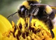 Quiz Les insectes